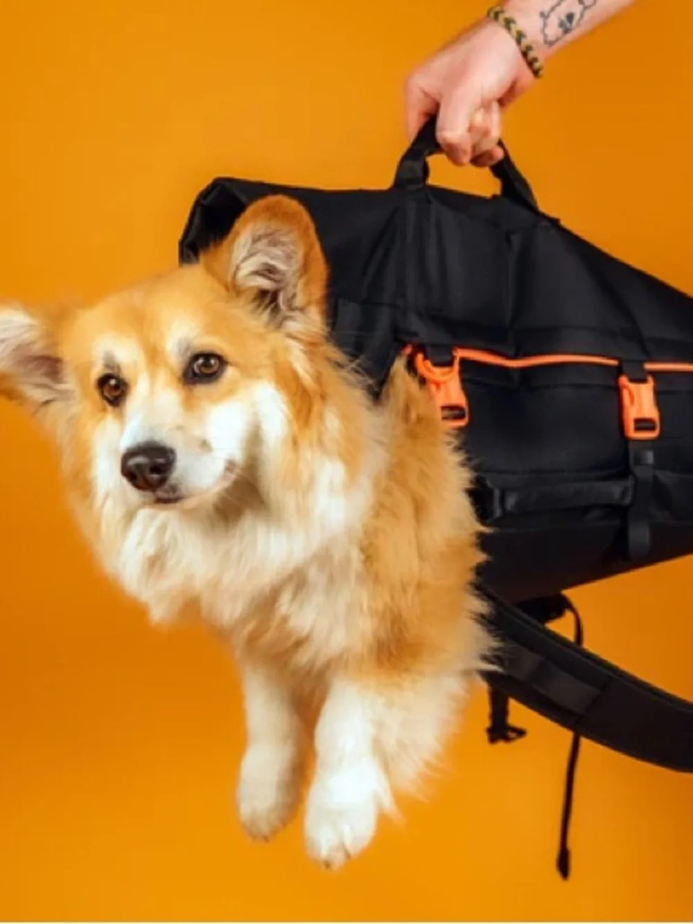 Little Chonk Dog Backpack